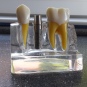 Dentisti Ungheria